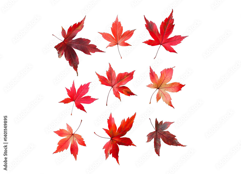 Red maple leaves Red maple leaves
