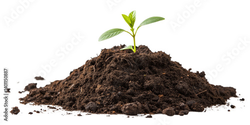 Wallpaper Mural Seedling in Soil Pile Isolated on Transparent Background, Plant Growth, Sprout, plant, seedling, growth Torontodigital.ca