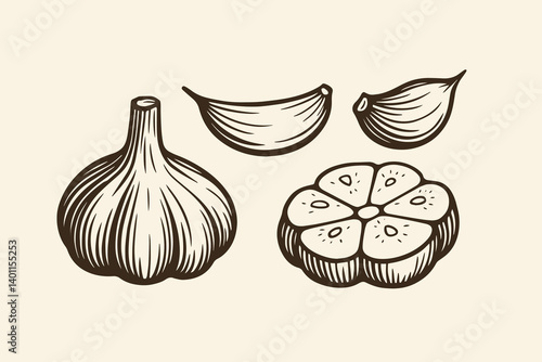 Vintage garlic illustration with whole bulb, cloves, and cross-section