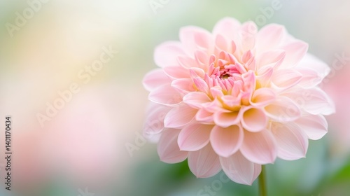 Serene Pink Dahlia Bloom: A Delicate Masterpiece of Nature's Art