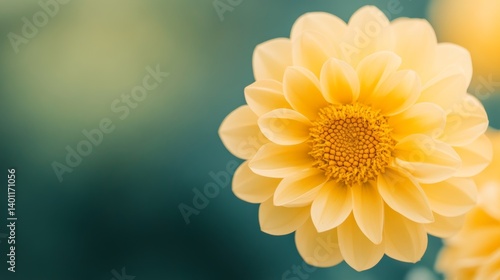 Pale Yellow Dahlia Bloom: A Stunning Close-Up