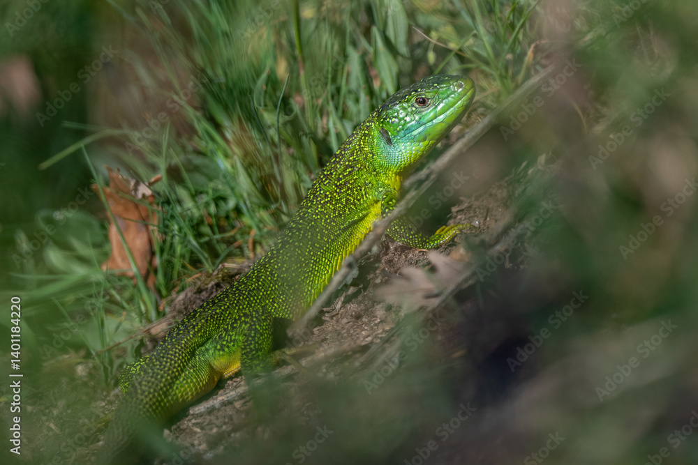 Green lizard (Lacerta bilineata) warming itself in the sun in spring. Green lizard (Lacerta bilineata) warming itself in the sun in spring.
