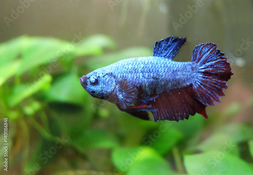 Male betta fish of black and blue color with short fins in aquarium, selective focus, horizontal orientation.