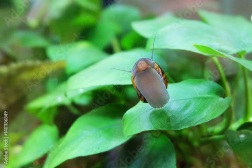 Neritina snail (Neritina Variegata) on aquarium glass, selective focus, horizontal orientation.