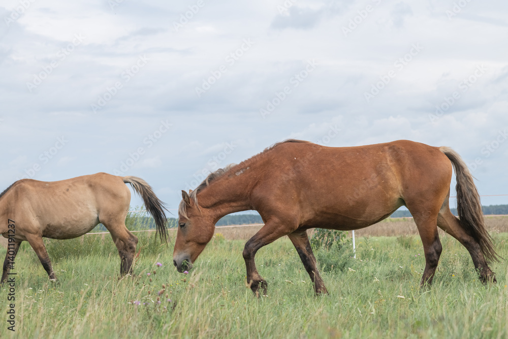 Beautiful thoroughbred horse on a ranch in summer. Beautiful thoroughbred horse on a ranch in summer.