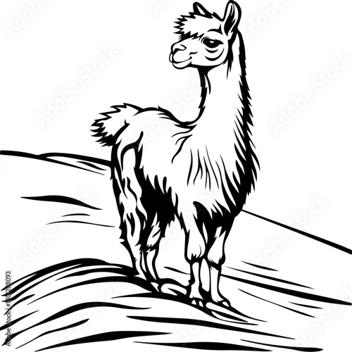 alpaca, giraffe, animal, cartoon, wild, safari, vector, zoo, illustration, mammal, animals, nature, wildlife, zebra, neck, cute, tall, funny, baby, drawing, jungle, art, design, set, fun, elephant