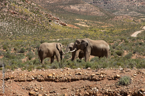 Sticker elephants in the wild