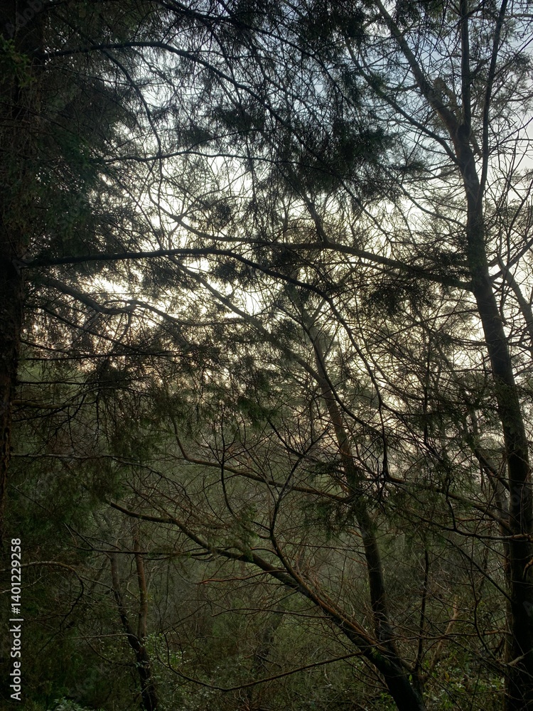 Obraz premium sunset in the forest