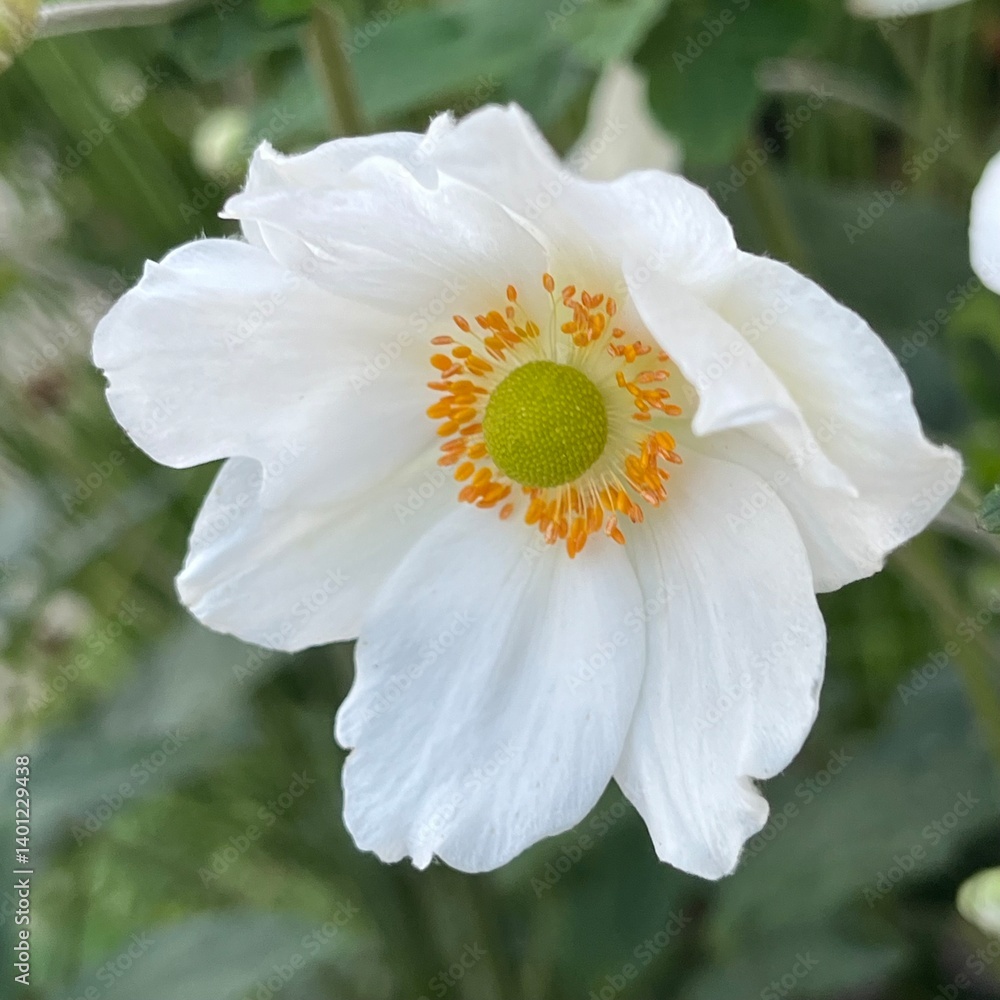 Obraz premium White Anemone Sylvestris — Close-Up of Flower, Macro of Bloom in Blurred Garden Natural Light