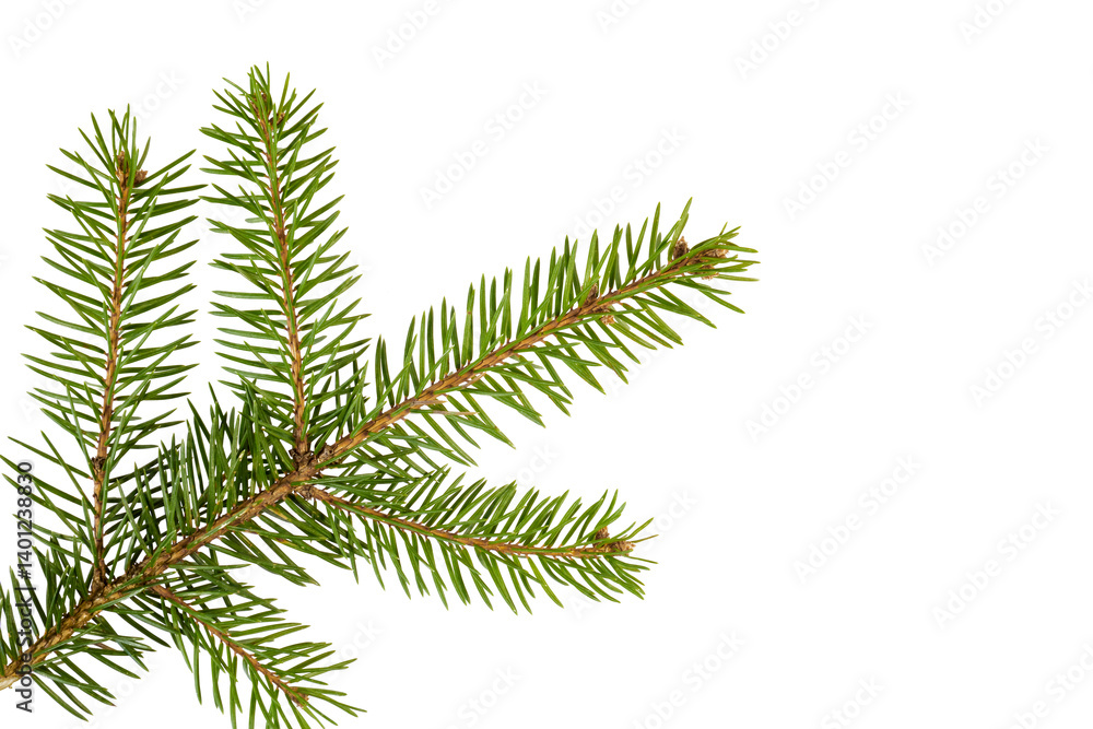Obraz premium branch of a pine tree twig isolated on white or transparent png