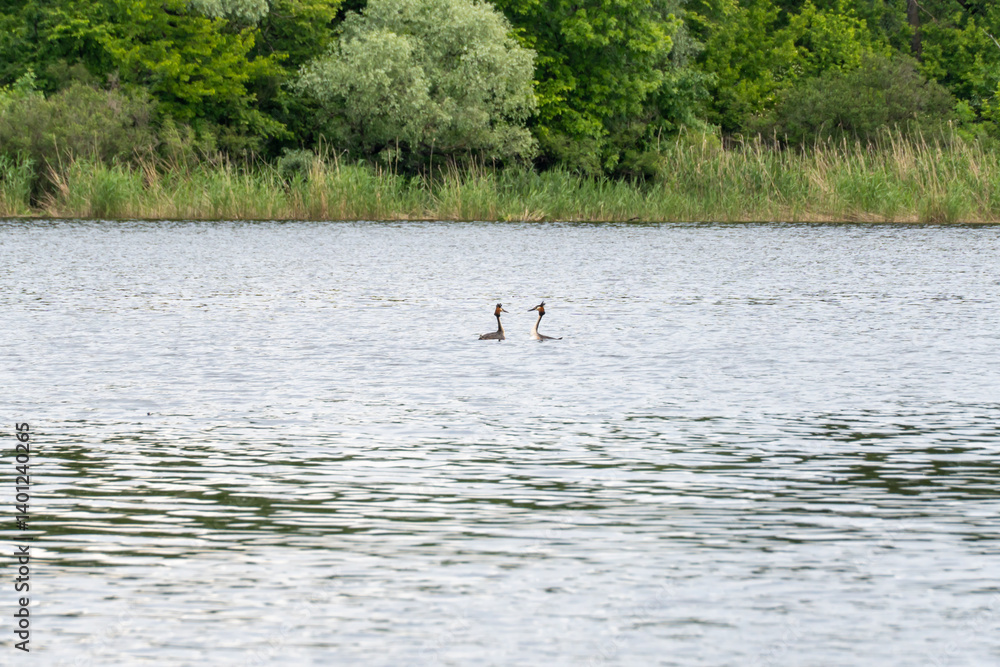 Two wild crested grebe swims in river in springtime. Female and male podiceps cristatus. Life waterfowl in wild nature. Pair of great grebes. Two wild crested grebe swims in river in springtime. Female and male podiceps cristatus. Life waterfowl in wild nature. Pair of great grebes.
