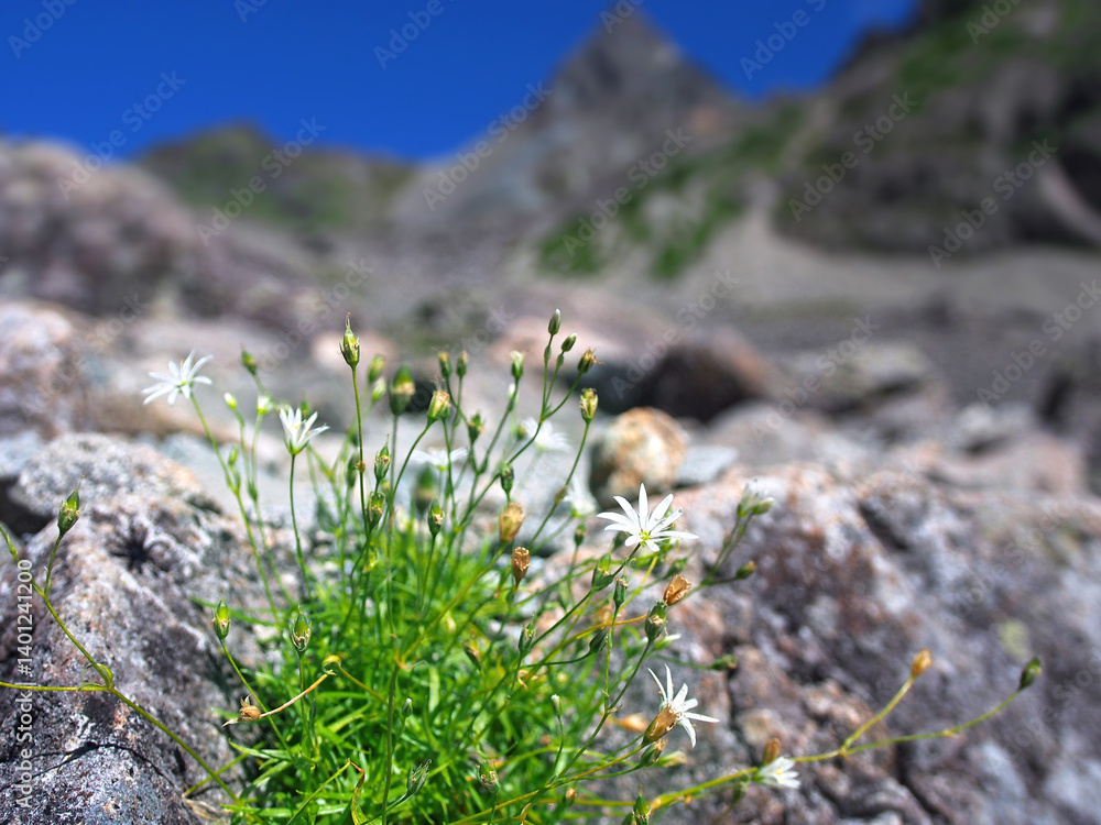 Obraz premium 高山植物イワツメクサと槍ヶ岳