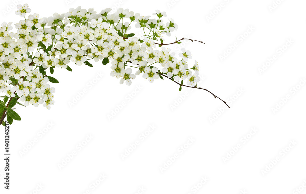 Spring twigs of spiraea flowers in a floral top arrangement isolated on white or transparent background. Spring twigs of spiraea flowers in a floral top arrangement isolated on white or transparent background.
