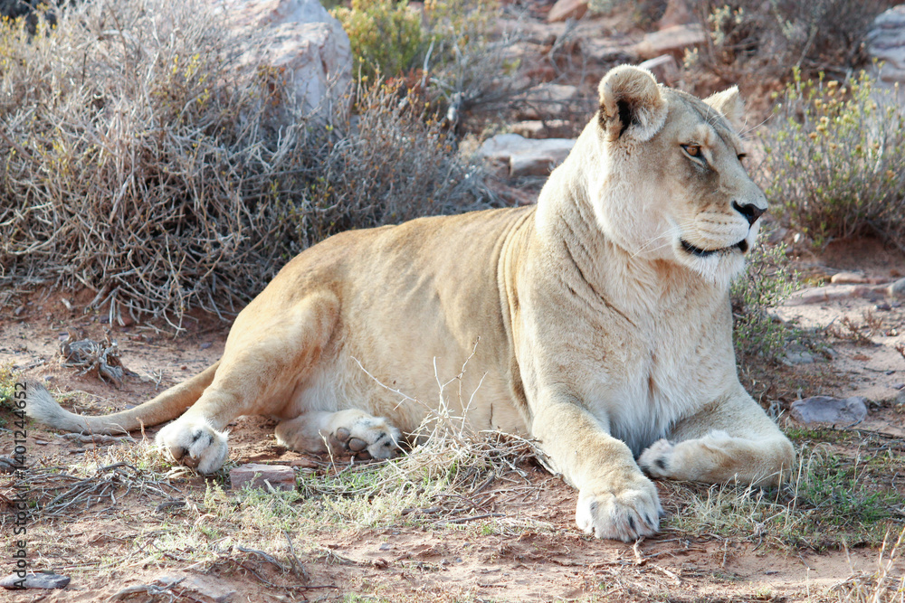 Lioness gazing Lioness gazing