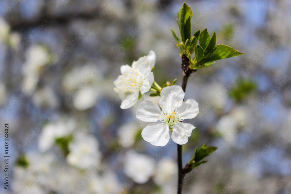 Beautiful spring cherry tree blossom. Close-up of white cherry tree branches blossom in spring. Beautiful spring cherry tree blossom. Close-up of white cherry tree branches blossom in spring.