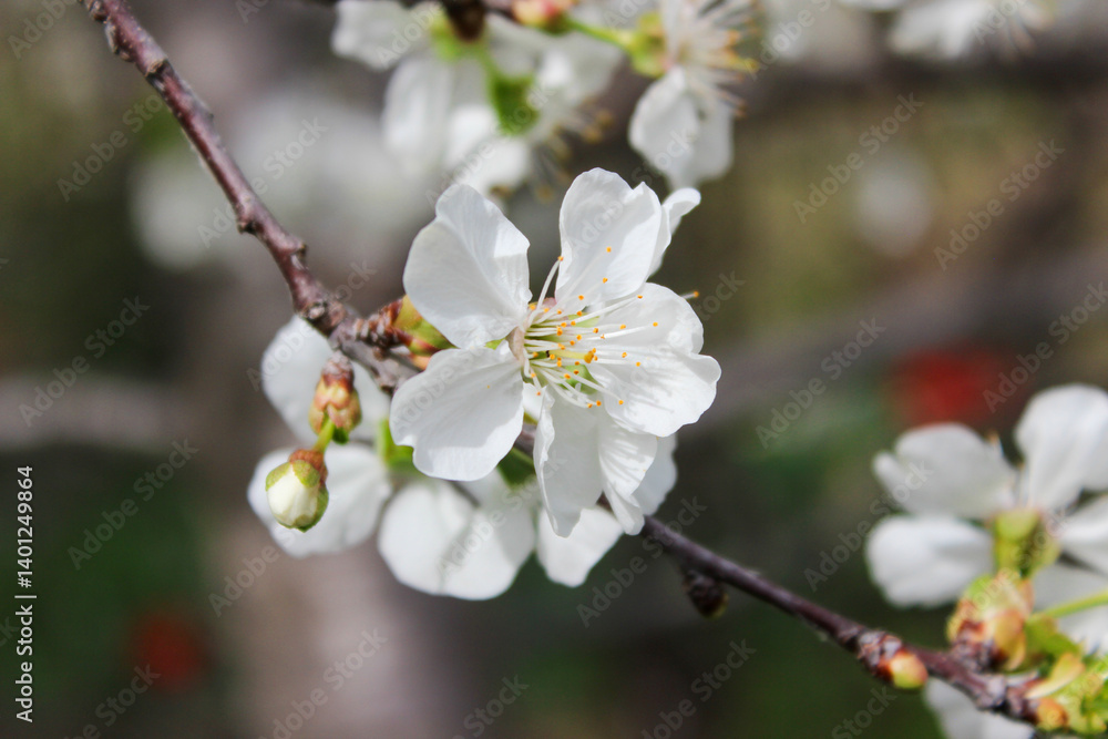 Beautiful spring cherry tree blossom. Close-up of white cherry tree branches blossom in spring. Beautiful spring cherry tree blossom. Close-up of white cherry tree branches blossom in spring.