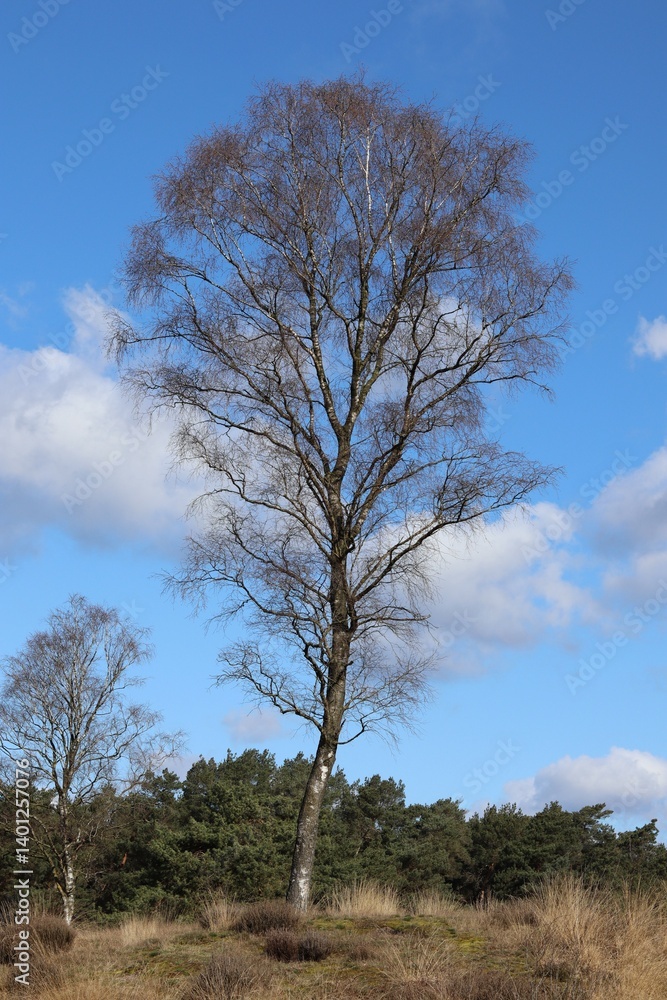 Obraz premium Lonely berch tree in early spring.