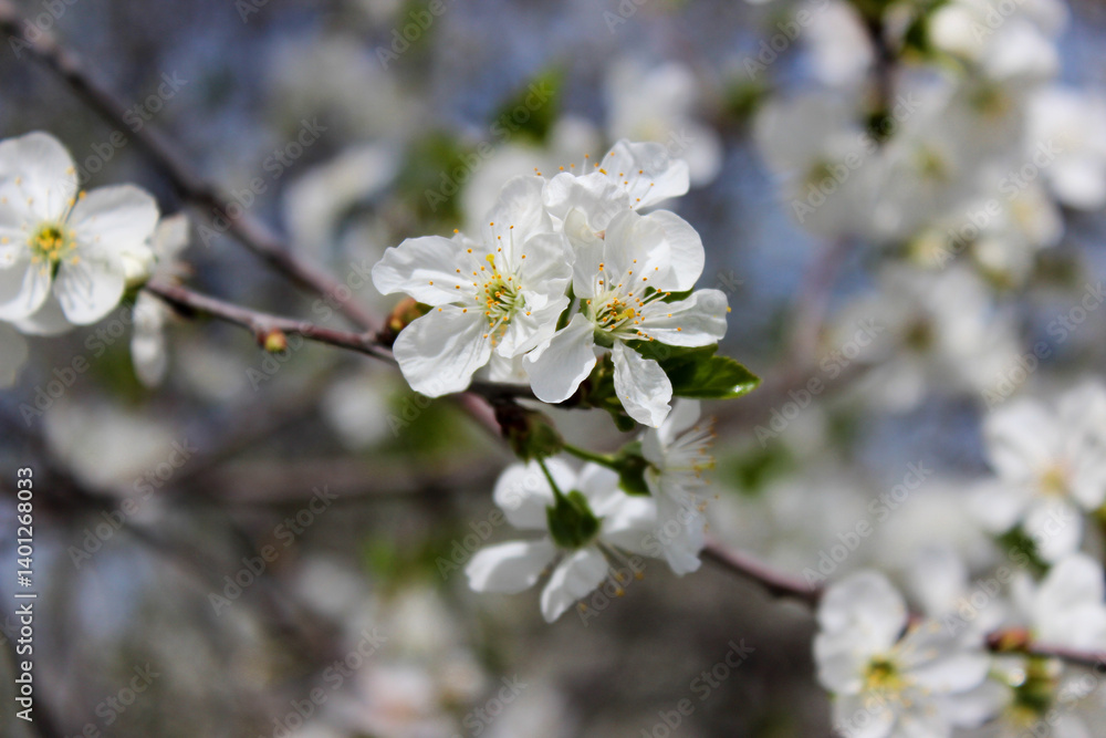 Beautiful spring cherry tree blossom. Close-up of white cherry tree branches blossom in spring. Beautiful spring cherry tree blossom. Close-up of white cherry tree branches blossom in spring.