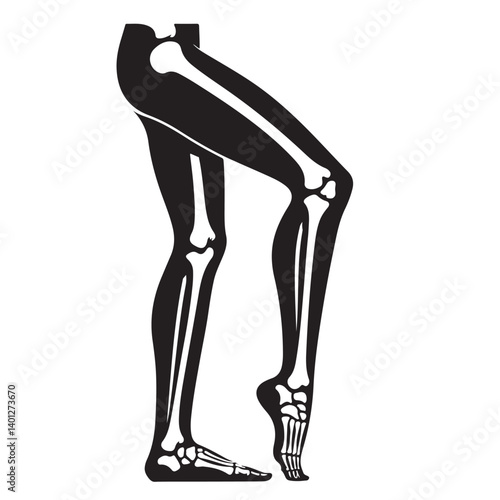 Silhouette legs skeleton human anatomy bones medical science