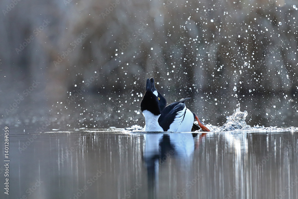 Gągoł (Bucephala clangula), goldeneye