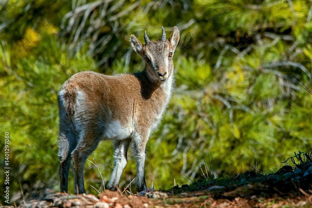Macho de cabra hispánica pirenaica, en el parque natural de Cazorla, Segura y Las Villas. Macho de cabra hispánica pirenaica, en el parque natural de Cazorla, Segura y Las Villas.