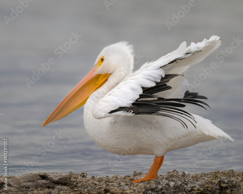 White pelican spreading his wings