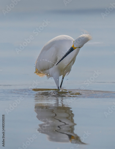 snowy egret in water