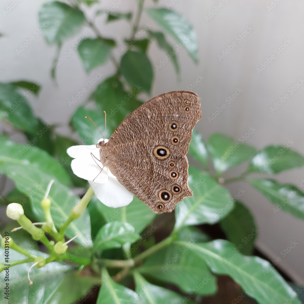 Fototapeta premium butterfly sitting on white flower, pollination, green leaf plant, nature photography 