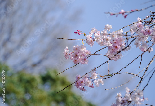 枝垂れ桜
