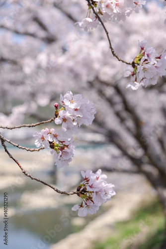 川岸の桜並木