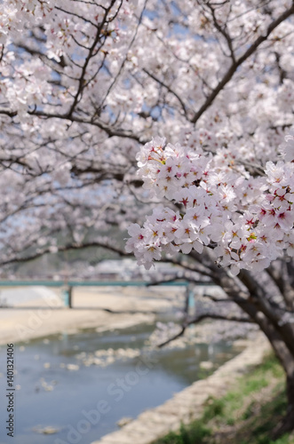 川岸の桜並木
