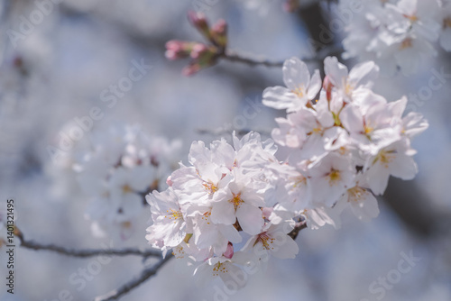 日本の桜

