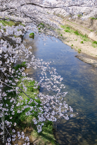 川岸の桜並木
