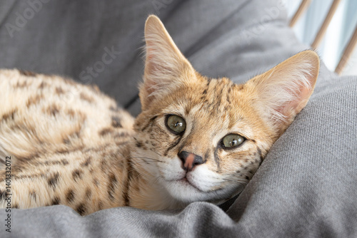 F1 hp Savannah purebred cat kitten peacefully sleeping on a cozy hanging chair. This exotic feline with a wild appearance is captured mid-nap, showcasing its spotted coat and elegant posture. 