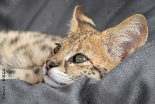 F1 hp Savannah purebred cat kitten peacefully sleeping on a cozy hanging chair. This exotic feline with a wild appearance is captured mid-nap, showcasing its spotted coat and elegant posture. 