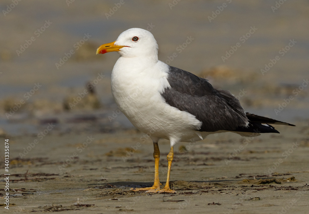 Portrait of a Lesser Black-backed Gull at Busaiteen coast, Bahrain Portrait of a Lesser Black-backed Gull at Busaiteen coast, Bahrain