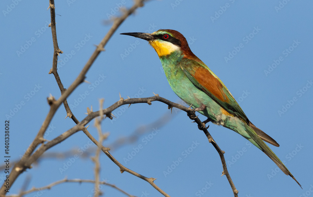 Portrait of a European bee-eater perched on a tree, Bahrain Portrait of a European bee-eater perched on a tree, Bahrain