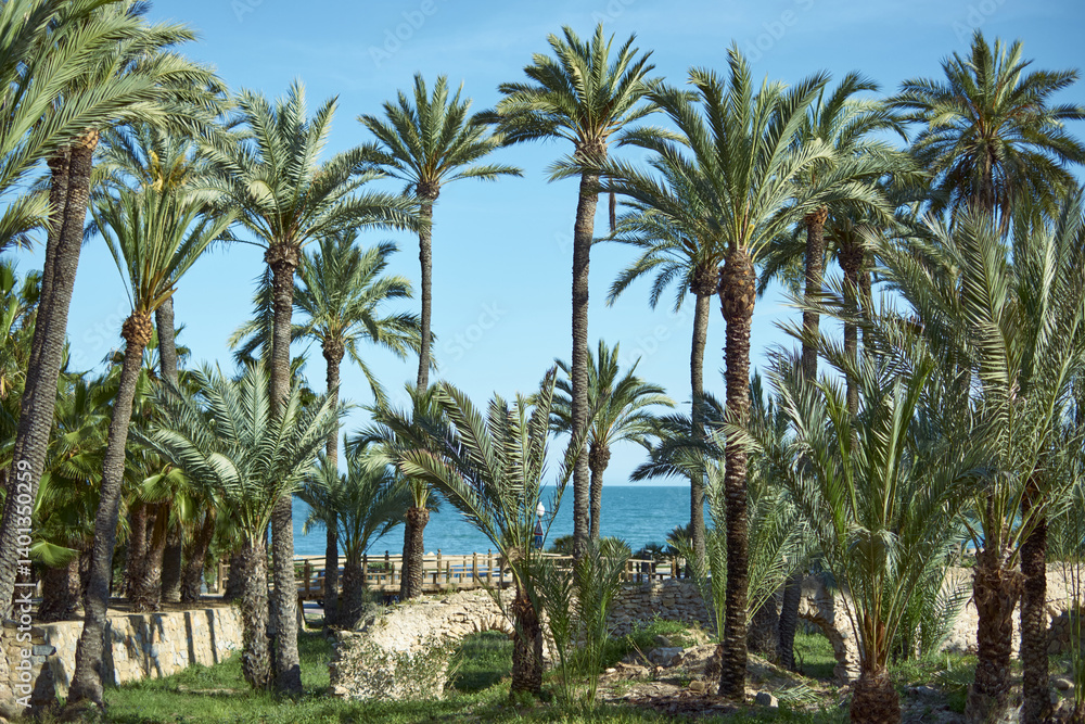 Tropical palm trees by the ocean on a sunny day Tropical palm trees by the ocean on a sunny day