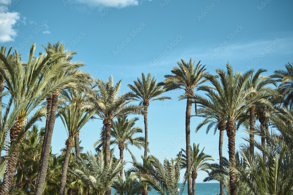 Tropical palm trees with blue sky and ocean in the background Tropical palm trees with blue sky and ocean in the background