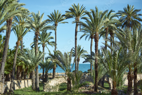 Wallpaper Mural Tropical palm trees by the ocean on a sunny day Torontodigital.ca