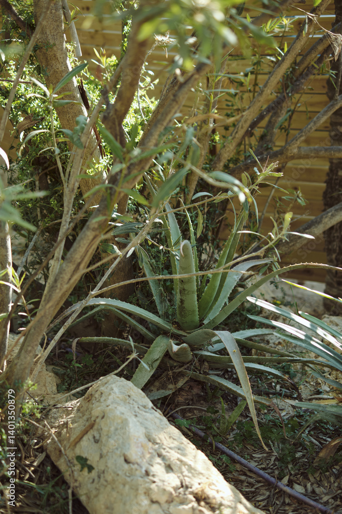 Lush desert oasis: aloe and foliage in sunlit garden setting Lush desert oasis: aloe and foliage in sunlit garden setting