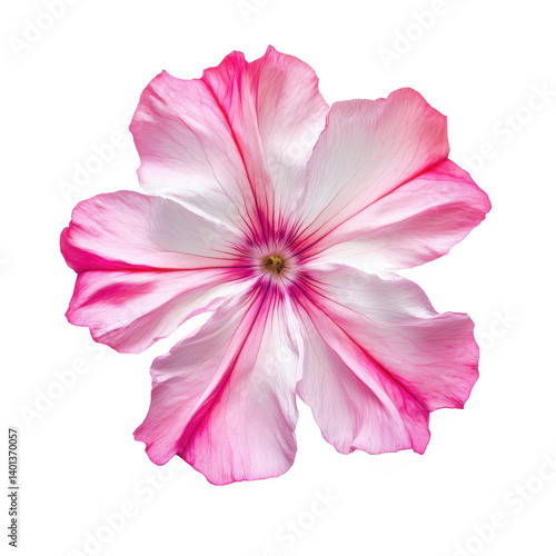 Pink and white petunia flower on transparent background