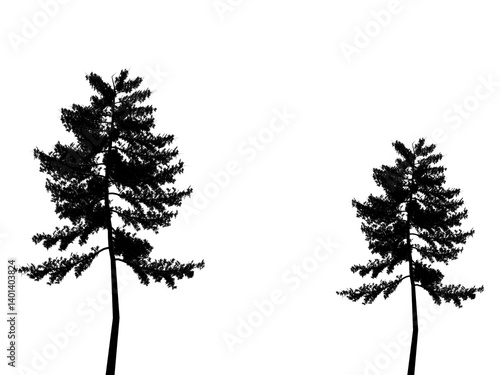 silhouette of a tree