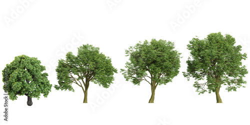 Collection of Ash,Cottonwood trees on transparent background