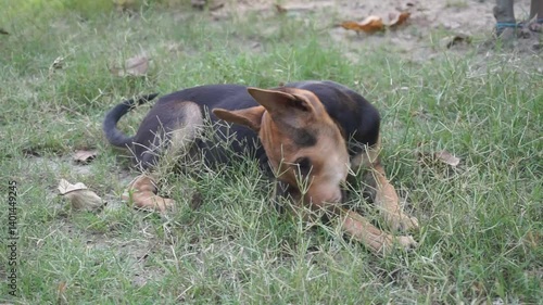 Homeless abandoned dog sleeping on the street, A stray dog sitting alone on a street, An abandoned puppy sitting and resting on the ground, Closeup portrait of a homeless little stray dog