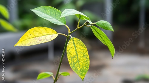 Plant Deficiency: Interveinal Chlorosis and Leaf Yellowing - shows plant leaves exhibiting interveinal chlorosis