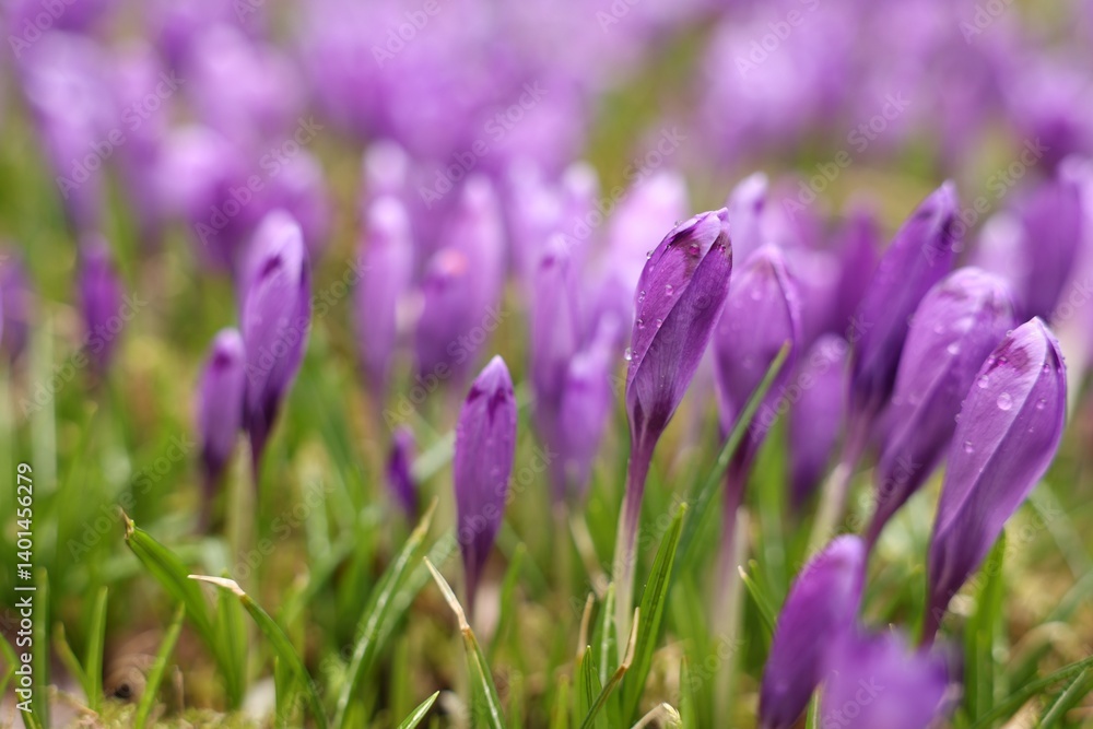 Many beautiful flowers with dew drops growing outdoors, closeup Many beautiful flowers with dew drops growing outdoors, closeup
