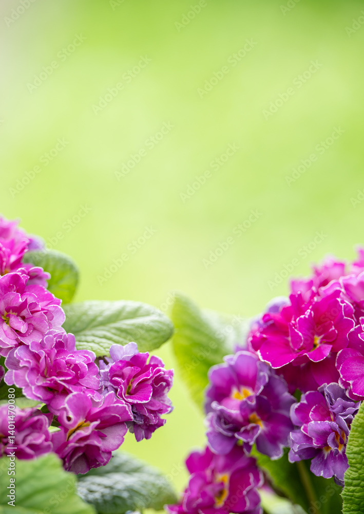 Obraz premium Close up of Primula Pollyanna Pink and Mauve Variations 