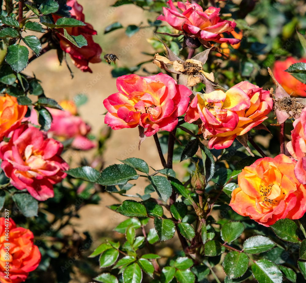 Orange garden rose in Northern Blossoms Atok Benguet. Orange garden rose in Northern Blossoms Atok Benguet.