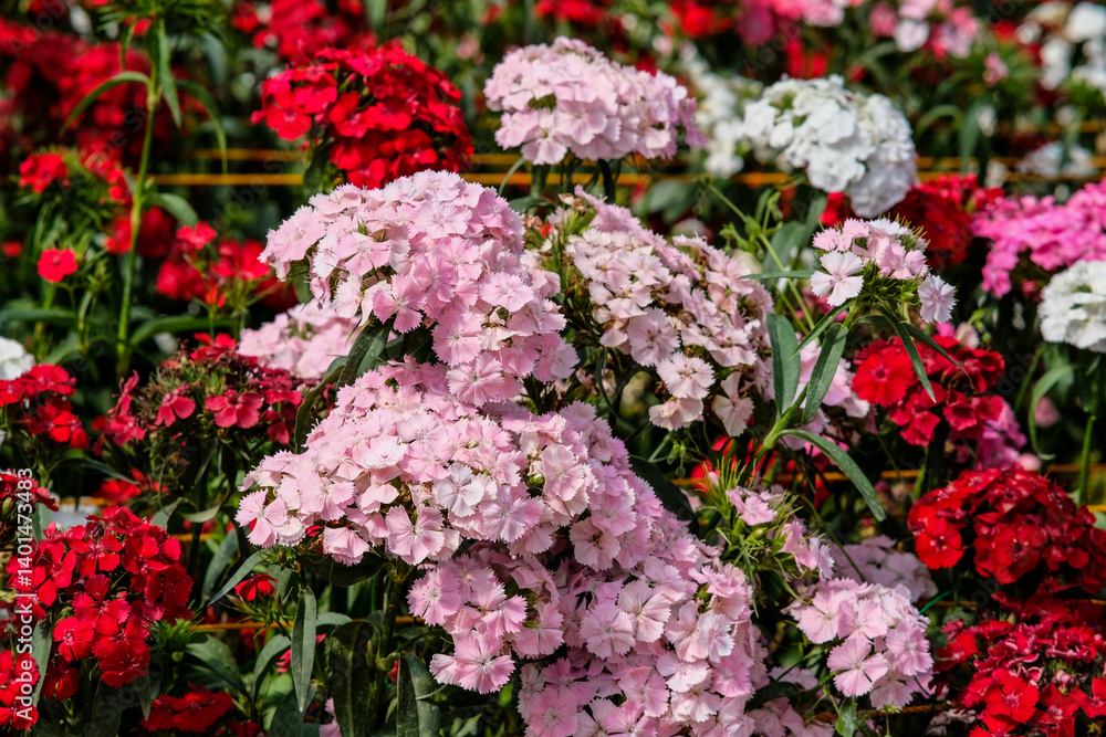Sweet William flowers in Northern Blossoms Atok Benguet. Sweet William flowers in Northern Blossoms Atok Benguet.